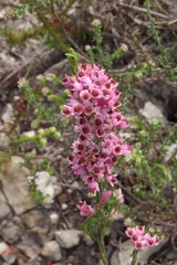 Erica corifolia