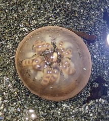 Peachia quinquecapitata