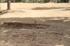 Turdus simensis