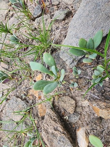 Cistanthe weberbaueri (Cistanthe weberbaueri)