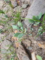 Cistanthe weberbaueri