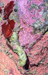 Discorsopagurus schmitti