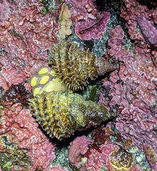 Trichotropis cancellata