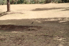 Turdus simensis