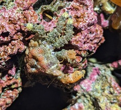 Phyllolithodes papillosus