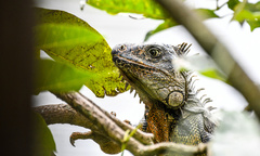 Iguana iguana