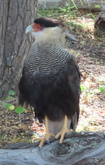 Caracara plancus plancus