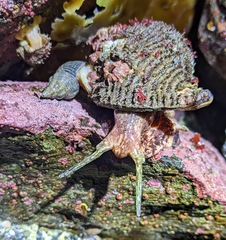 Fusitriton oregonensis