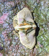 Cryptolithodes typicus