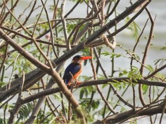 Corythornis cristatus