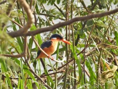 Corythornis cristatus