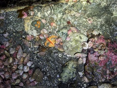 Cryptolithodes typicus