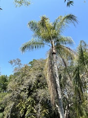 Cocoseae