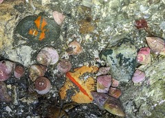 Cryptolithodes typicus