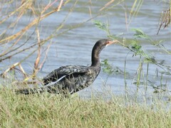 Microcarbo africanus