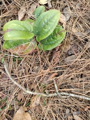 Smilax pumila