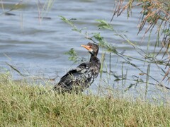 Microcarbo africanus