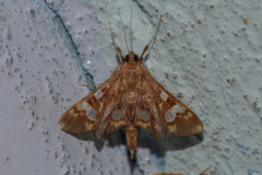 Chalcidoptera emissalis