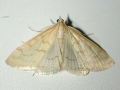 Hahncappsia pergilvalis