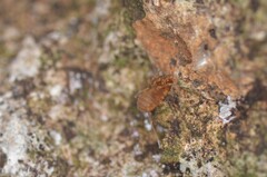 Holoscotolemon lessiniense