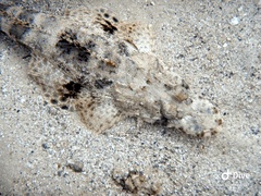 Papilloculiceps longiceps