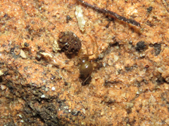 Nesticidae