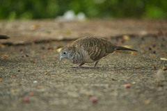 Geopelia striata