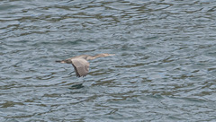 Phalacrocorax punctatus