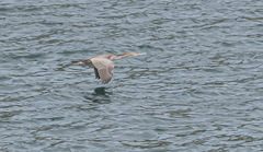 Phalacrocorax punctatus