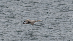 Phalacrocorax punctatus