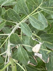 Libytheana carinenta