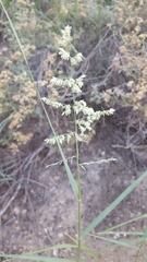 Eragrostis echinochloidea