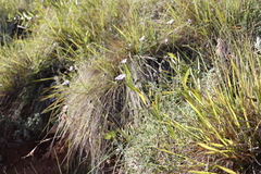 Themeda triandra