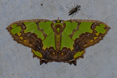 Agathia hemithearia