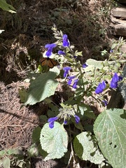 Salvia mexicana