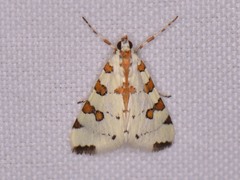 Conchylodes octonalis