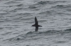 Ardenna tenuirostris