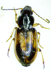 Acupalpus maculatus