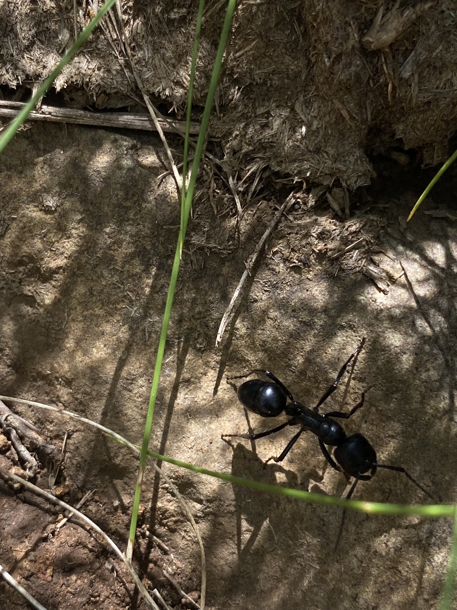 Streblognathus