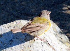 Grey-Hooded Sierra Finch photo 4