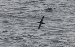 Ardenna tenuirostris