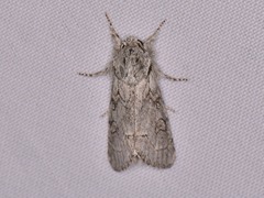 Acronicta tota