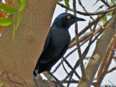 Lamprotornis chalybaeus