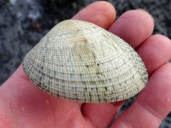 Ruditapes decussatus