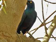 Lamprotornis chalybaeus