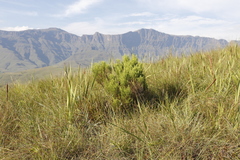 Passerina