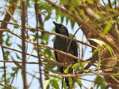 Lamprotornis pulcher