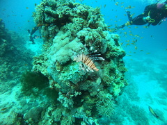 Pterois miles