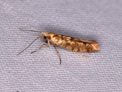 Argyresthia alternatella