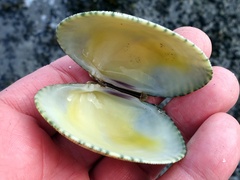 Ruditapes decussatus